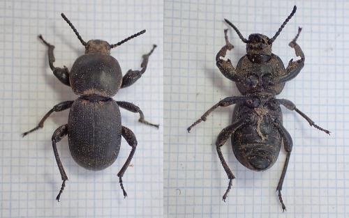 Réf. 224 013 : Scaurus atratus
